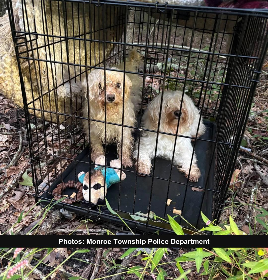 Monroe Police Ask for Help Identifying Owners of Two Dogs
