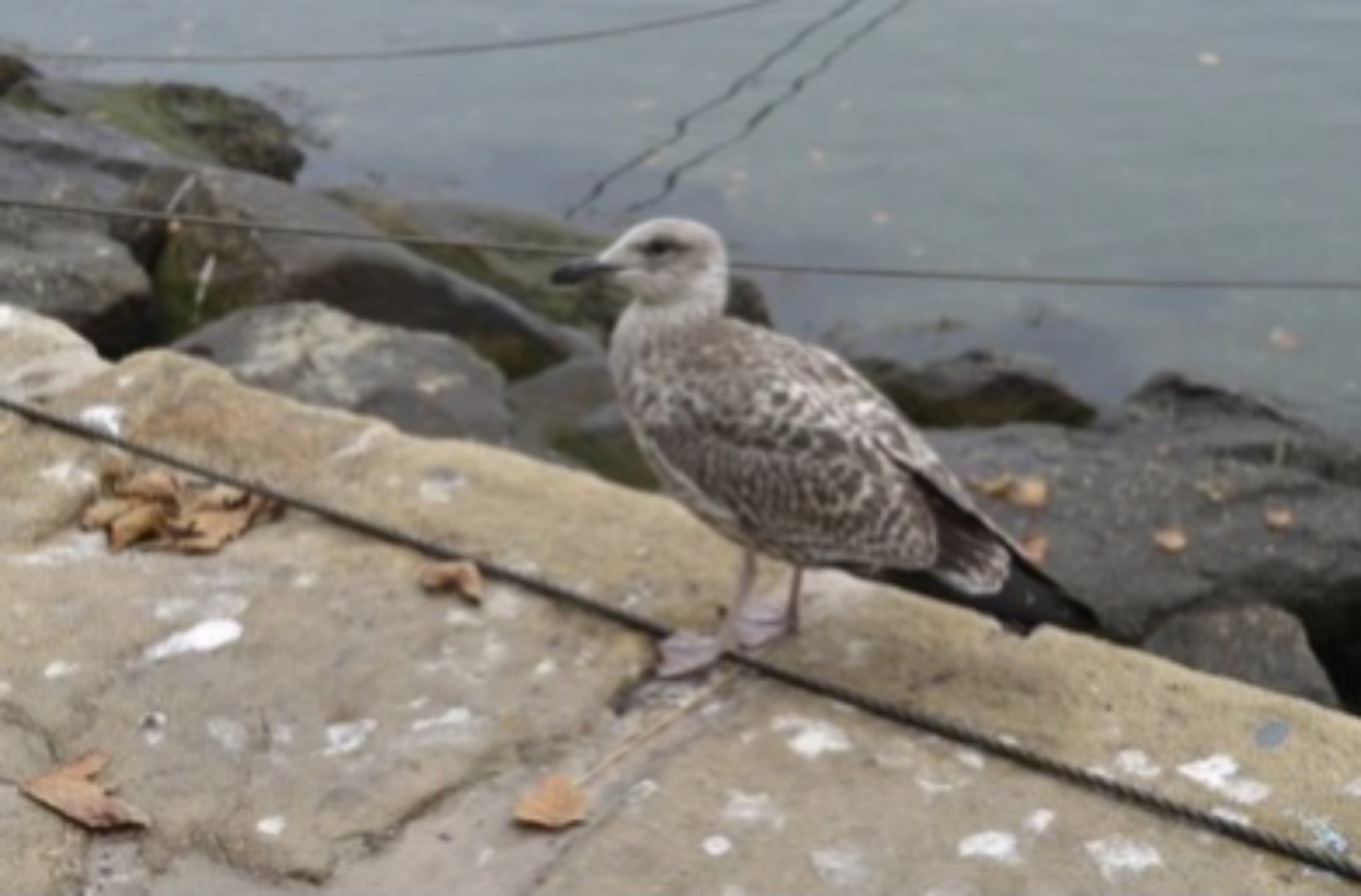 MAN DECAPITATED SEAGULL AT JERSEY SHORE BOARDWALK BECAUSE ANIMAL WANTED DAUGHTER’S FRIES, COPS SAY