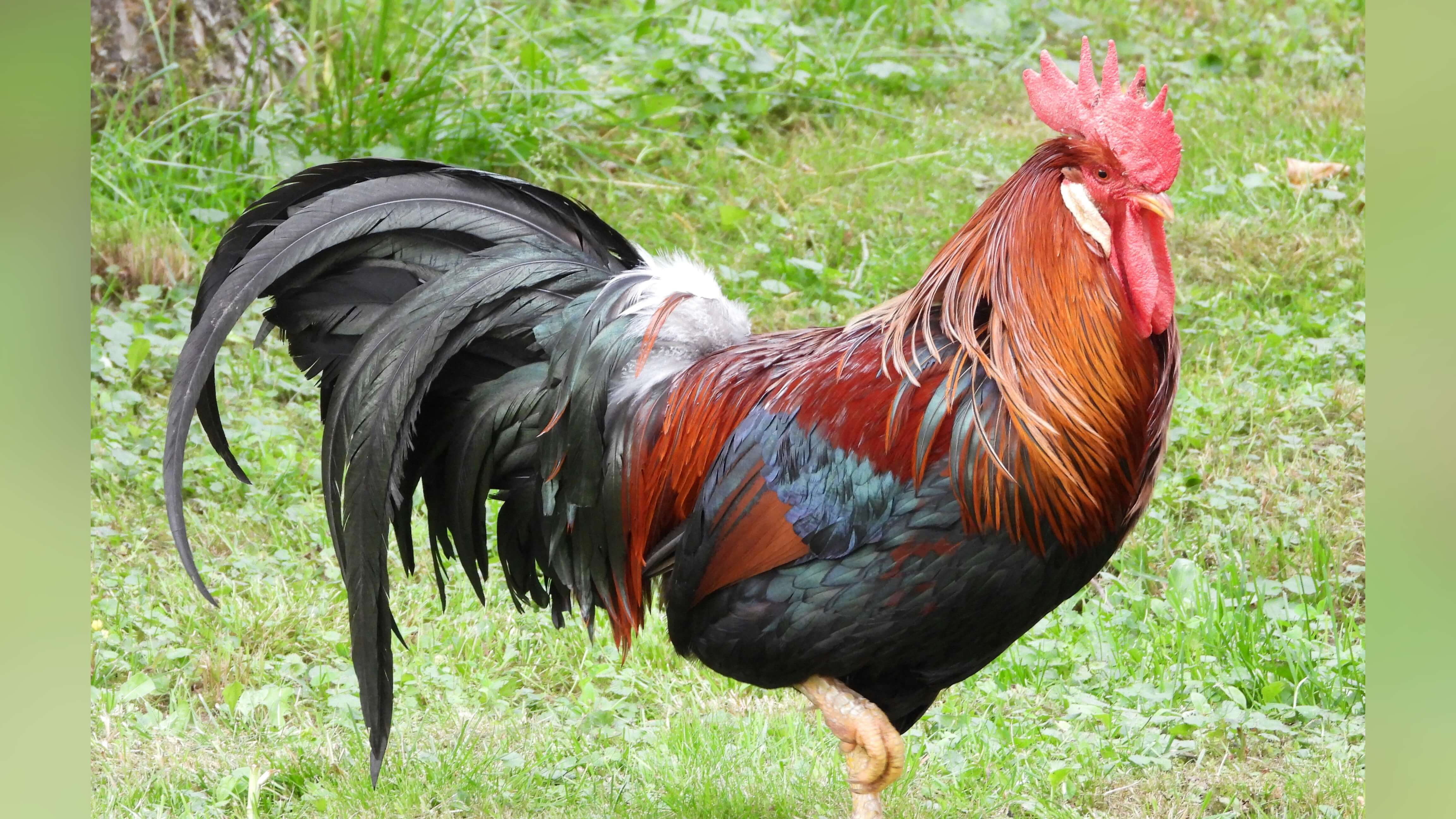 48 INDICTED FOR GALLOWAY COCKFIGHTING RING: PROSECUTOR